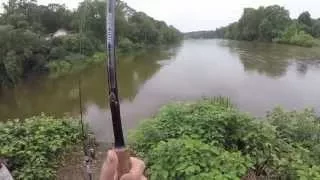 Big Flatheads during the daytime on "The Flapper" cut bait. PA Catfishing