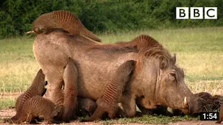 This Warthog took a trip to the Mongoose Spa | Banded Brothers - BBC #বাংলাদেশ....