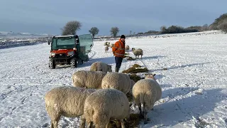 SNOW IS FALLING - WINTER SHEEP AND CATTLE FARMING - DALE FARM PEAK DISTRICT - UK SNOW 2021