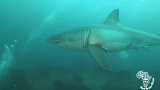 Great White Shark - Tofo, Mozambique