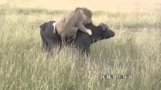 Lion attacks buffalo (Masai Mara, Kenya)