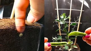 Sugar Pea Time Lapse - Seed to Pea in 45 Days