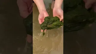 Eating algae from the river in Laos