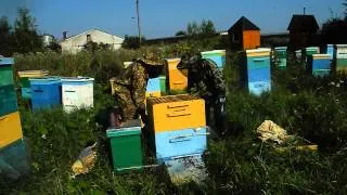 Пчеловодство в Ленинградской области, вощина.