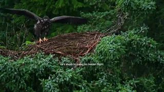 A bald eagle takes its first flight | Alaska: A Year In The Wild | Channel 5