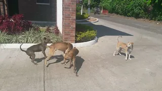 Pelea de perros callejeros