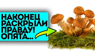 Ученые признались! Эти грибы кардинально изменят тело