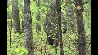 Bigfoot Caught on Camera September 2017 (Real Sasquatch Proof/Evidence)