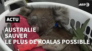 Australie: des dizaines de koalas soignés dans un hôpital de campagne | AFP Reportage