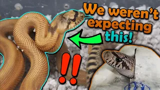 We Hatched a SURPRISE Morph of Bullsnake!