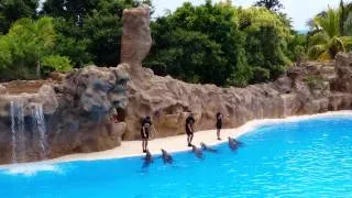 Amazing dolphin show - Loro Parque 2014