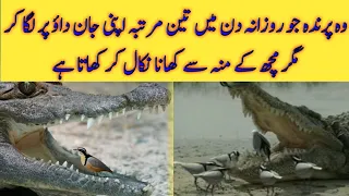 Amazing Egyptian Plover Bird 🐦 | Bird Eat From Crocodile's Mouth