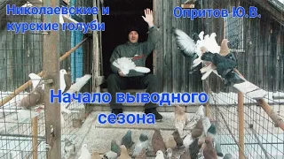 Николаевская и курская птица Опритова Юрия  Викторовича