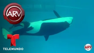 Nacimiento de la última ballena asesina en cautiverio | Al Rojo Vivo | Telemundo