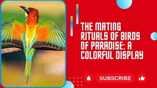 The Mating Rituals of Birds of Paradise: A Colorful Display  #bird