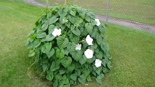 The Moonflower Plant that looks like a Sea Monster?!?!?! Watch it Bloom!