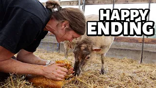 We finished fall lambing ...and THIS group made me smile (finally). | Vlog 720