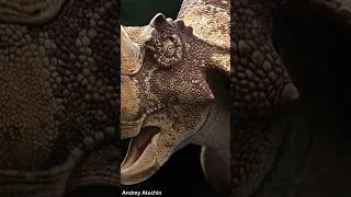 Were Ceratopsians "Omnivores"? - Fun Paleo Facts #shorts