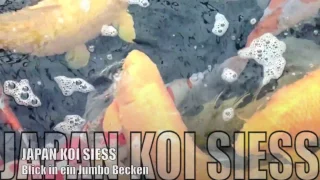 Jumbo Koi - Blick in ein Becken voller hochwertiger Jumbo Koi von KONISHI