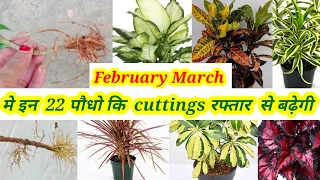February March इन पौधो कि कटिंग रफ्तार से बढे़गी best permanent plant grow cutting in Feb March