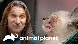 2 Historias de gatitos que estuvieron al borde de la muerte | Dr. Jeff, Veterinario | Animal Planet
