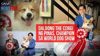 Dalbong The Corgi ng Pinas, champion sa World Dog Show | GMA Integrated Newsfeed