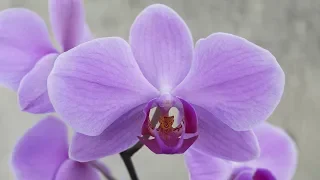 Phalaenopsis - Orchideen Pflege leicht gemacht!