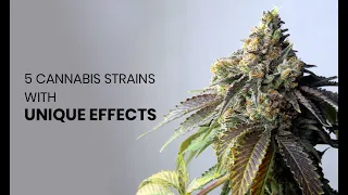 5 Intense Cannabis Strains With Wildly Unique Effects