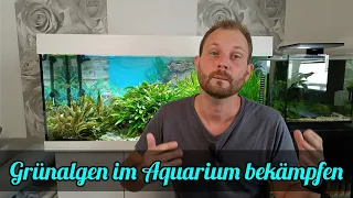 Grünalgen im Aquarium | Tipps zur Bekämpfung von Grünalgen