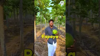 Papaya Farming 🍐| ₹6,00,000 🔥 | Agrotill | #farming #agriculture #shorts