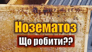 Нозематоз бджіл навесні. Ознаки і лікування