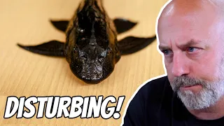 The Most Abused Aquarium Fish, This Is Why