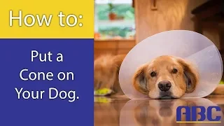 How to Train Your Dog to Wear a Cone | Animal Behavior College