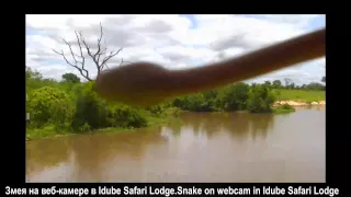 WildLife Змея на веб-камере в Idube Африка Snake on webcam in Idube Safari Lodge