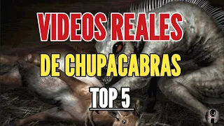 5 REALES CHUPACABRAS , MITOS Y LEYENDAS ( TERROR ) ( EL CHUPACABRAS )