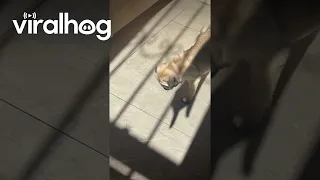 Pup Plays With Shadow || ViralHog