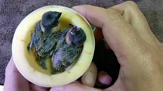 Hand Feeding Blue& Green gouldian finch