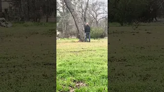 Cutting down an old pine tree 2