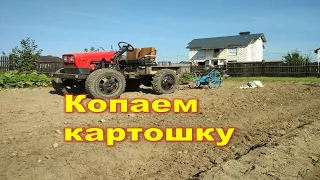 Копаем картошку самодельным трактором и конной польской копалкой. #васильки #traktor