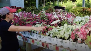 Early June Garden Nursery Tour | Gardening with Creekside