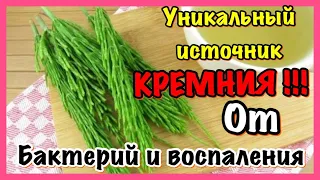 Ай да ХВОЩ ! Источник органического КРЕМНИЯ. Живая вытяжка ..Свойства , применение