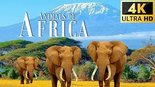 Animals of Africa 4K - Scenic Relaxation Film With Calming Music,Peaceful Piano Music, Sleep Music