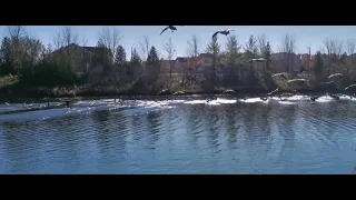 Canada goose landing