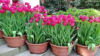 Easy Way to Grow Tulip Bulbs in Pots Or Containers - Gardening Tips