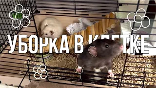 ✧ Уборка в клетке у крыс✧