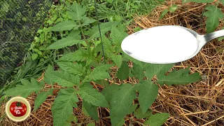 This is BETTER THAN BAKING SODA against powdery mildew, tomato blight!