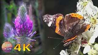 4K Spring wildflowers from the Greek flora with amazing Nightingale song - Relaxation meditation