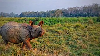 Jungle safari in Nepal| Walking with Rhino at Chitwan|  Nepal Wildlife tour | Nepal jungle safari