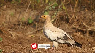 Eagles: The Kings of the Sky | Free Documentary Nature video clips 2021