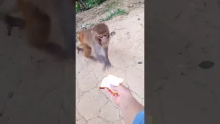 baby monkey fighting eachother for food 🐒🐒|| #youtubeshorts #shorts #short